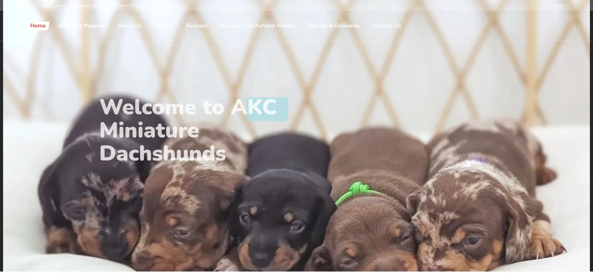 Akcminiaturedachshunds.com