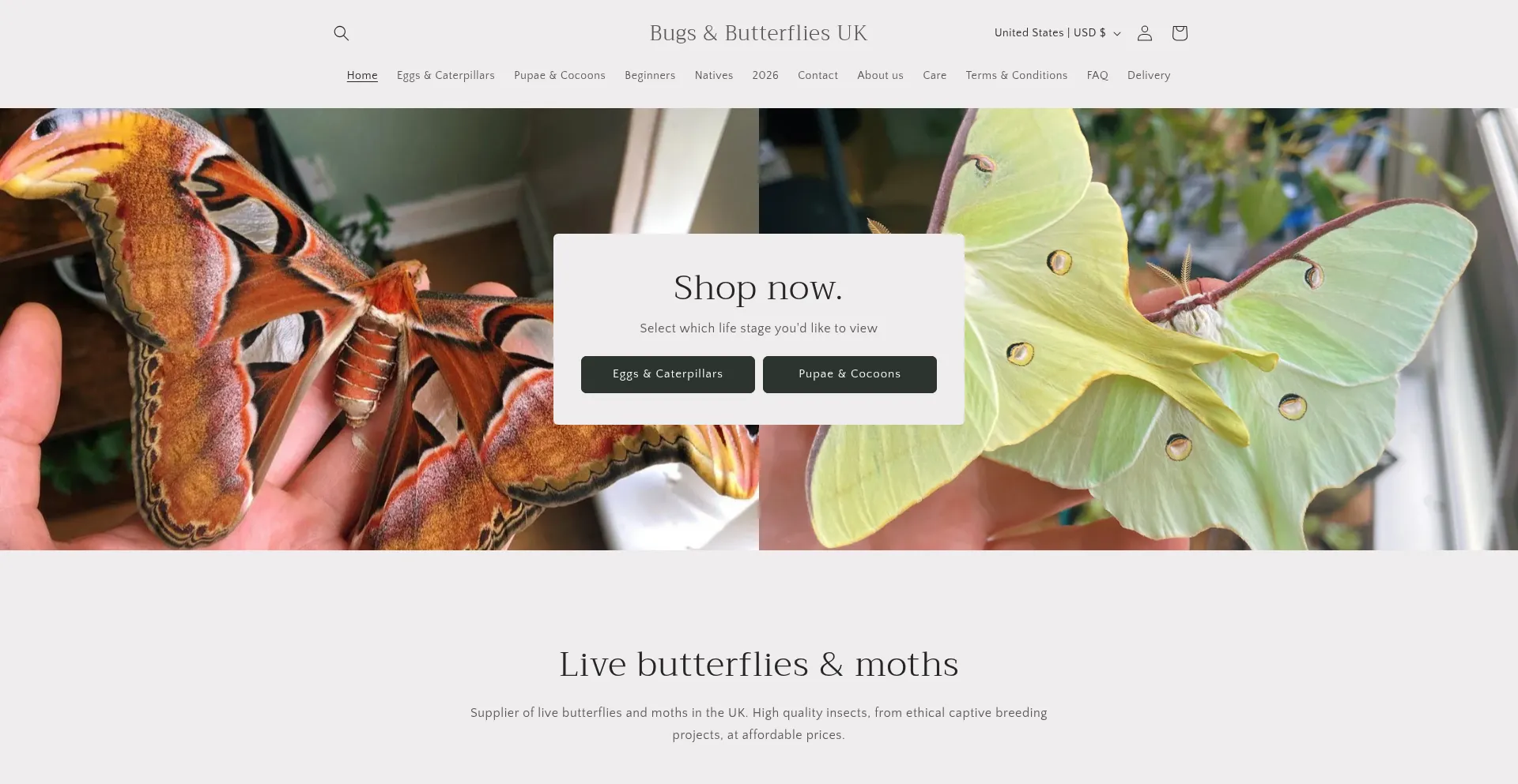 Bugsandbutterflies.uk