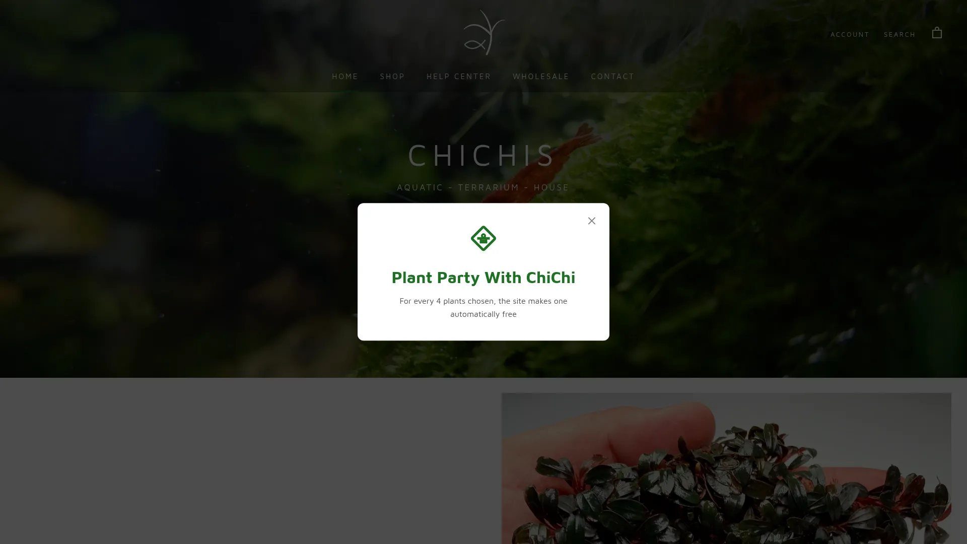 Chichisplanteddreams.com