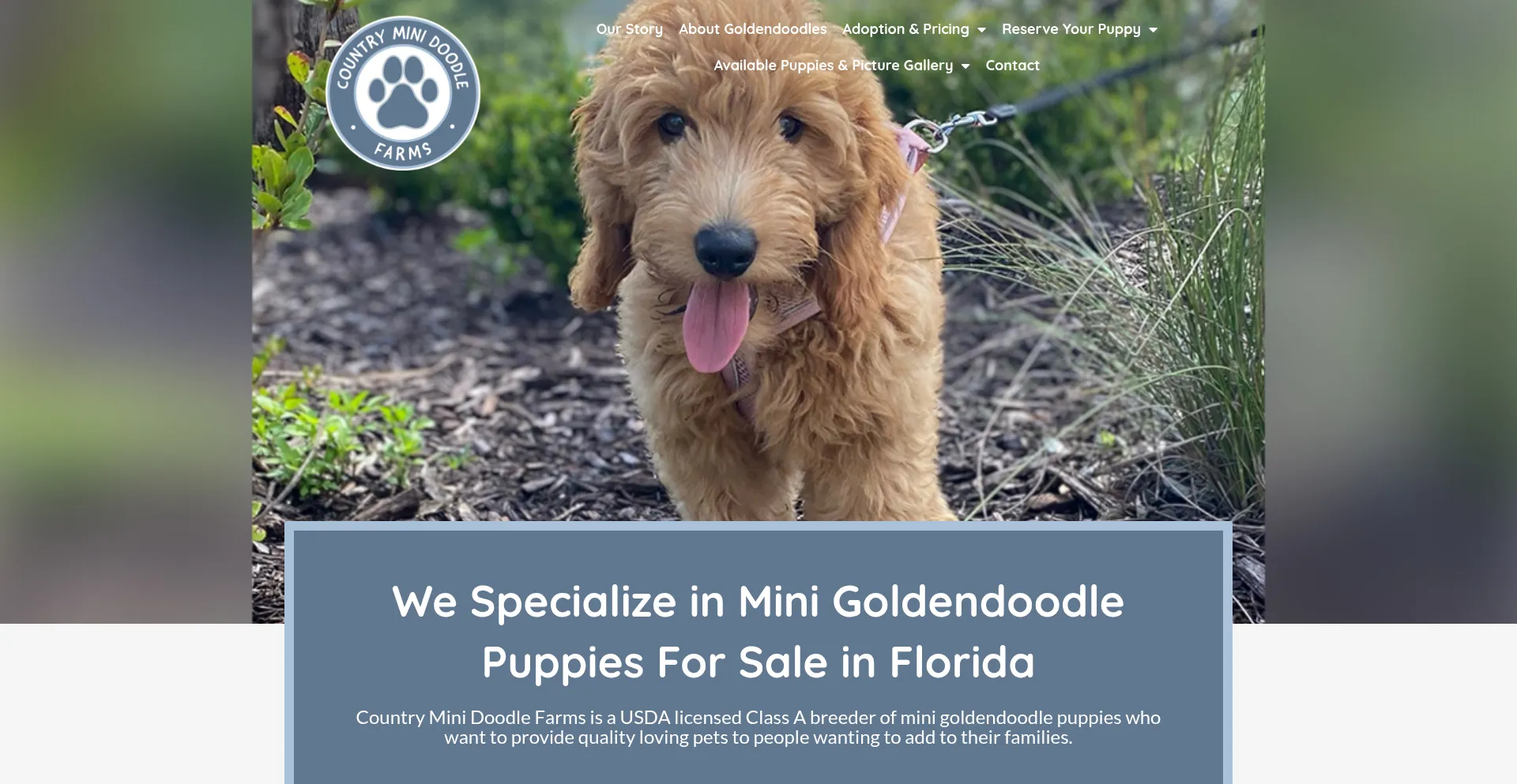 Countryminidoodlefarms.com