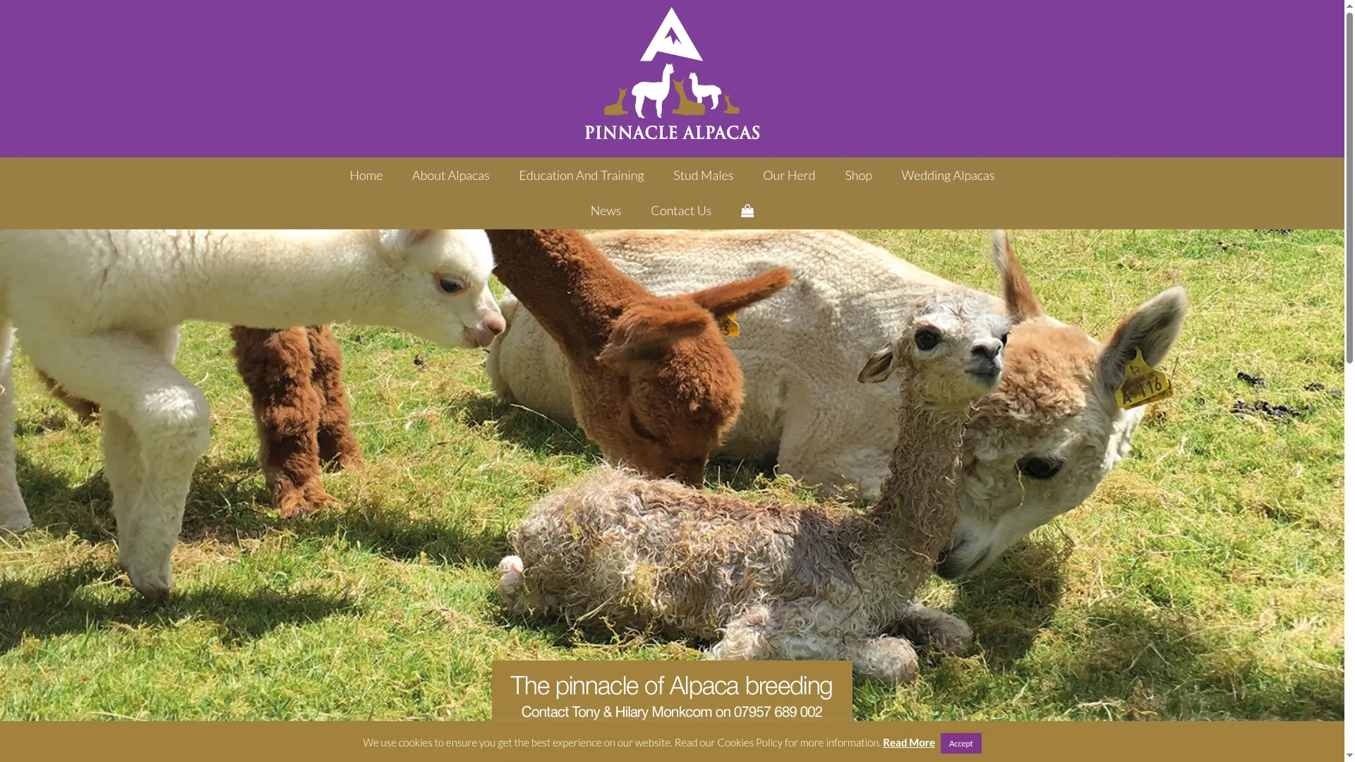 Pinnaclealpacas.co.uk