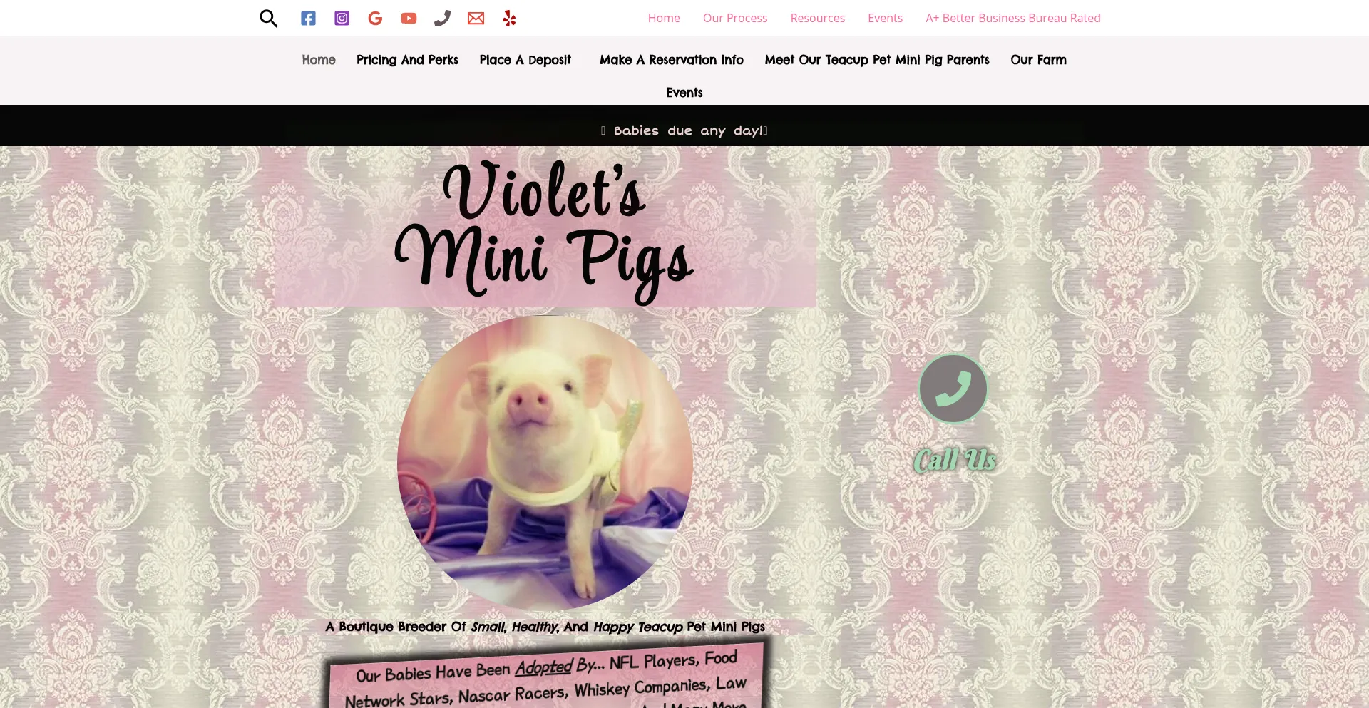 Violetsminipigs.org